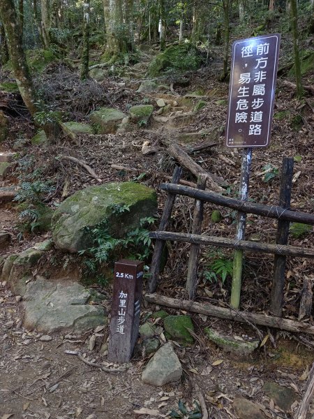 加里山（大坪登山口O繞）112/11/282362986