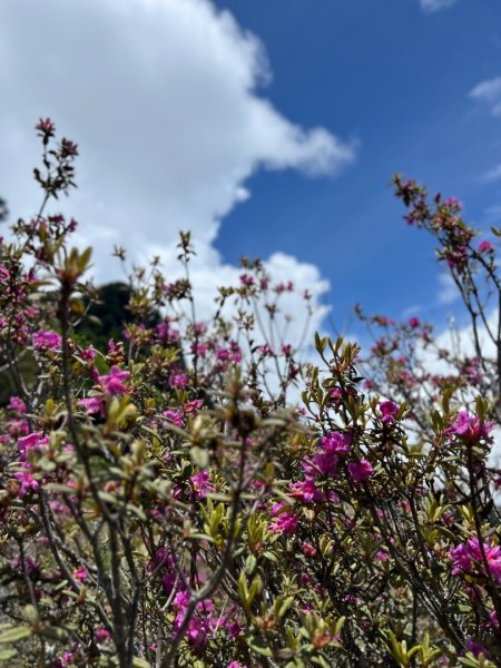 桃山、喀拉業2816815