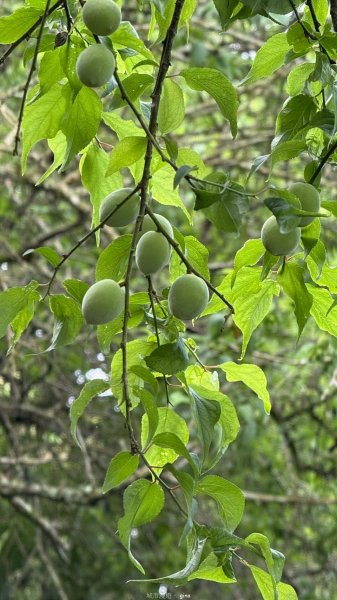 【台南白河】雞籠山+九龍山+大凍山O繞縱走2797126