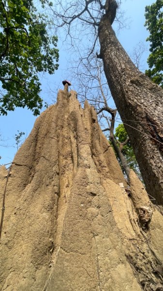 尼泊爾奇旺國家公園4天三夜2788972