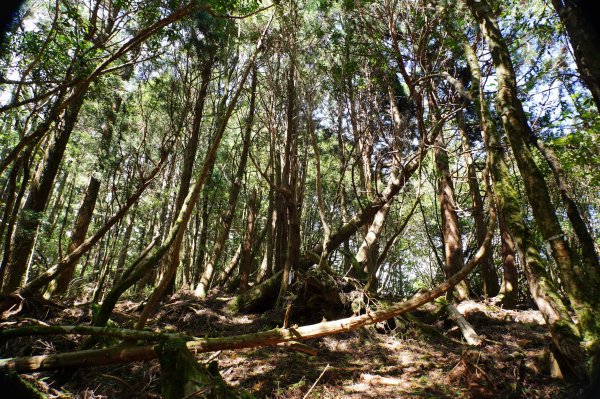 新竹 尖石 屯野生台山、石麻達山、錦屏山2904307
