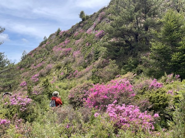 1150524合歡北峰杜鵑花3064386