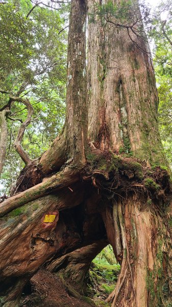 新北烏來-塔曼山1880750