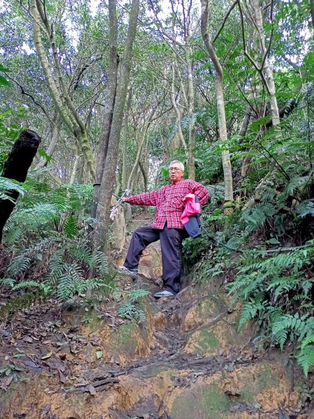 【臺北大縱走 4】大崙頭山北面步道1249611