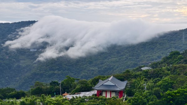 #雲瀑 #藍腹鷴 8/113101498