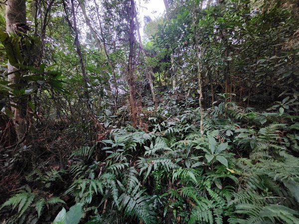 20260208五分寮頂山內大坪山石硬山O型3005233