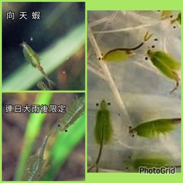 季節限定/尋找向天🦐-鵠沼枝額蟲-上面天山堆雪人2931408