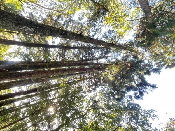 東眼山 自導式步道 三角點2975877