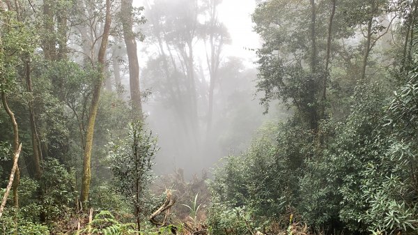 【中級山】新年走訪水社大山2071886