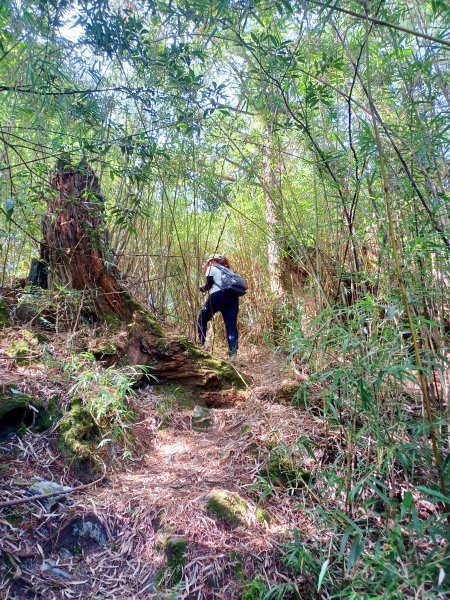 【台中和平】大雪山啞口觀景台步道2933092