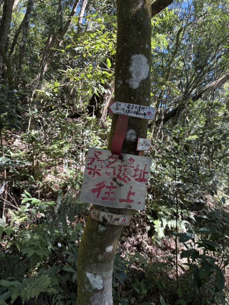 20251116鳴海山、網子山登山步道2938397