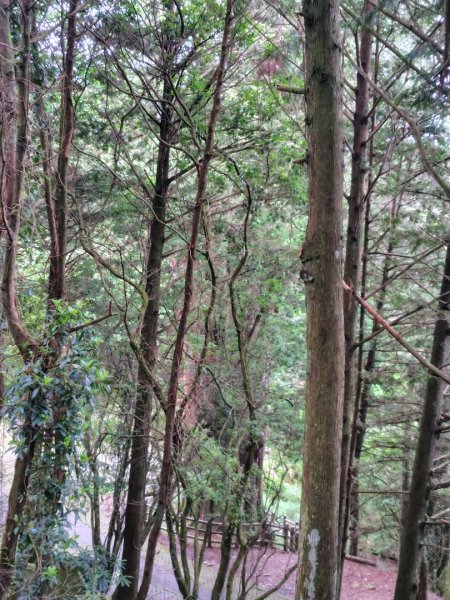 稍來小雪山國家步道、船型山、鞍馬山、鞍馬山東北峰、天池、雪山神木2799952