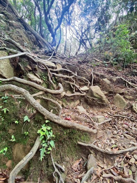 加里山（大坪登山口-杜鵑嶺-避難小屋）2767769