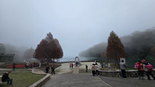 中部最美的落羽松，最美的自行車道，向山遊客中心的落羽松，最迷人的時候，美的不可思議，彷彿置身在潑墨畫2685338