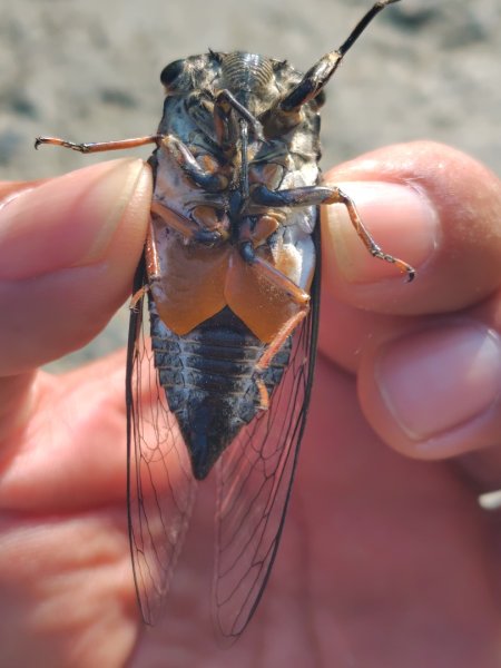 唐子恩山 廢棄油礦2919023