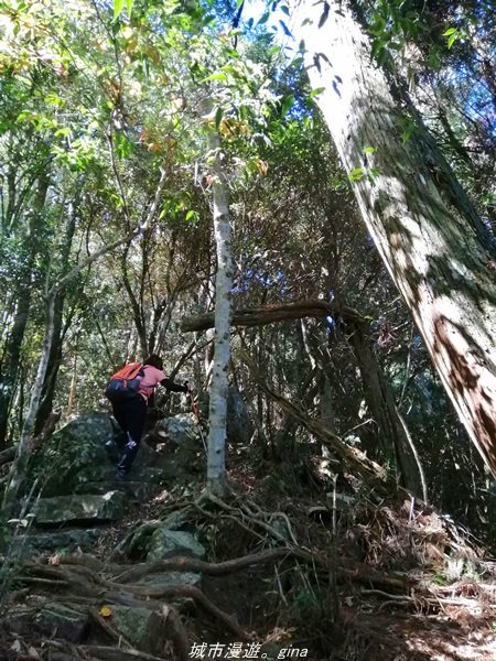 【台中。和平】綠蔭杉林大口森呼吸。 橫嶺山自然步道x橫嶺山主峰1497941