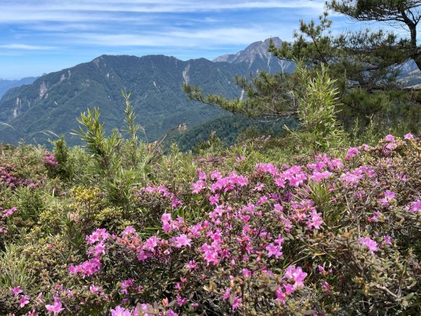 1150524合歡北峰杜鵑花3064383