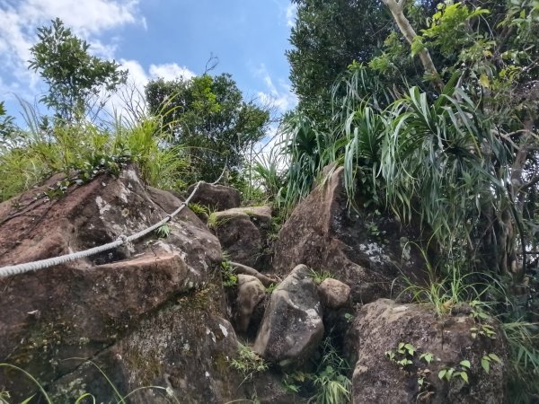 平溪區慈恩嶺+慈母峰探找艷紅鹿子百合花影2870245