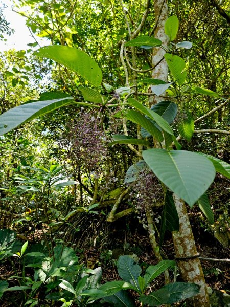 三腳南山-小百岳#65-嘉義縣大埔鄉2788693