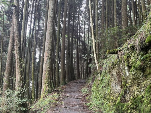 [森遊竹縣-04/10] 2023_0923_檜山巨木森林步道2295212