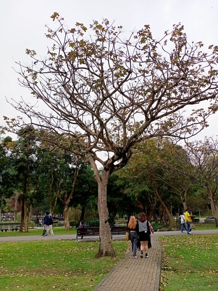 林蔭繁茂、綠草如茵的大湖公園【齊心鞋力尋寶去】1990380