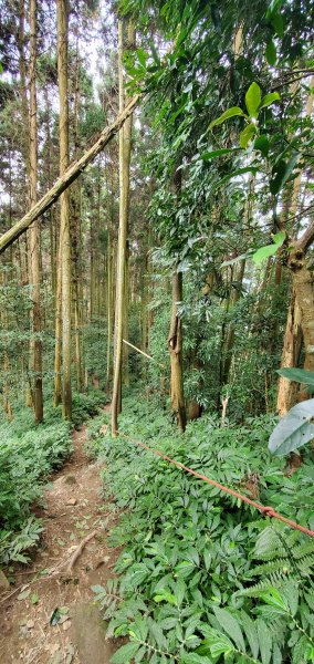 2023-03-18向天湖山步道2076656