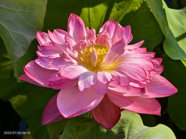 天龍國阿伯的日常-雲山水花鳥蝶 #日出 #牡丹蓮 #香水蓮 #手機拍攝 賞蝶趣 7/42826982