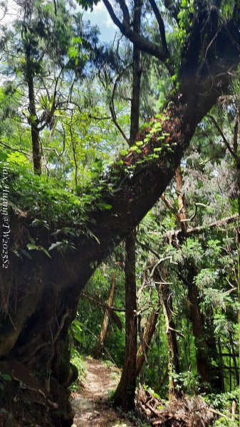 《台中》優美稜線｜橫嶺山自然步道（大雪山社區南登山口）202505312800140