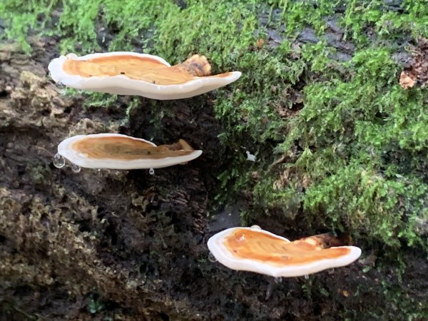 20251010高雄尾寮山-西北峰2913657