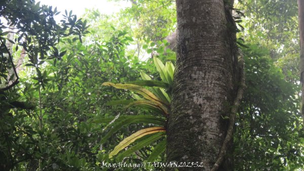 《雲林》望好望角｜石壁山嘉南雲峰步道(中側登山口）202506072805501
