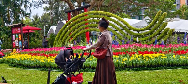 #士林官邸 #鬱金香 #碧山巖 #椿寒櫻 #國父紀念館 #八重櫻 3/5 #三層崎 #嗄嘮別 3/63010398