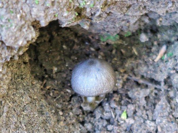 虎山 健行 溫泉 美食一日行1638236