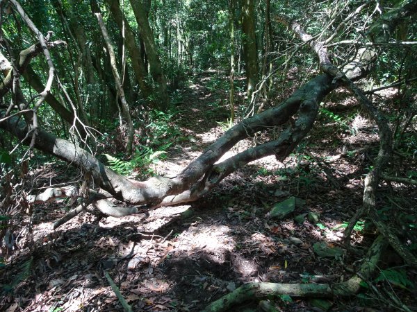 台灣小百岳第71座高雄茂林-鳴海山1029312