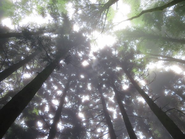 【新竹】觀霧迷幻森林：檜山巨木群步道1111964