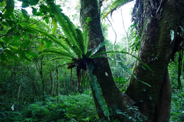 新北 烏來 波露山3000682