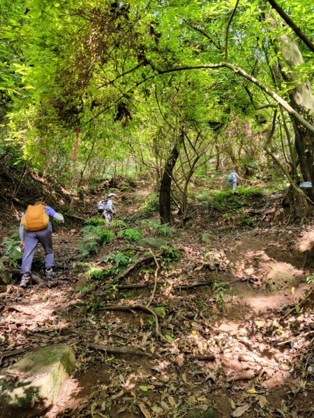 頂湖-頂湖山-小屯山-大屯山南峰-大屯坪-二子坪-202408112601421