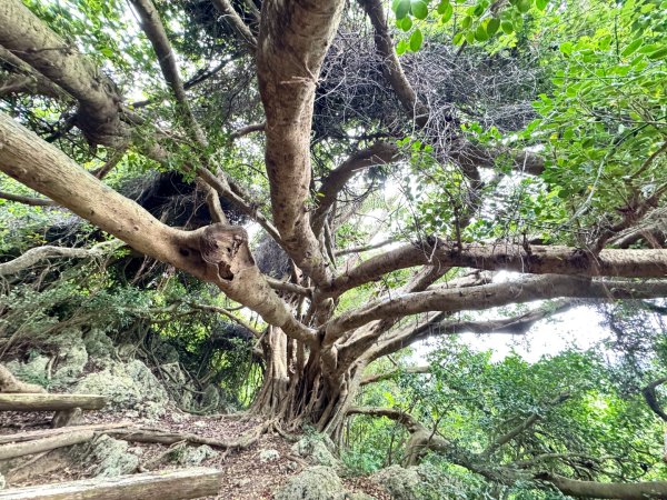 北壽山走壽山(小百岳#77) 龍泉寺起登出千光宮2934454