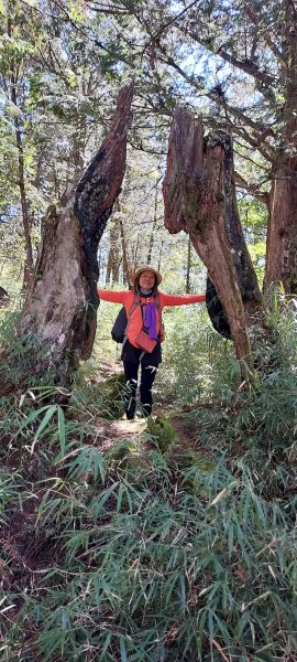 水漾森林、鹿屈山、眠月神木2729640