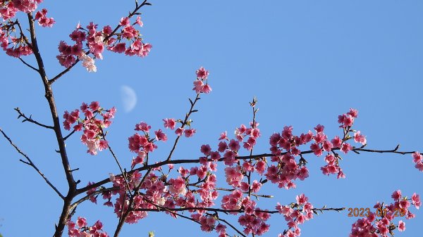 2023第一櫻 - 天元宮後山寒櫻(三色櫻)，櫻花與月亮2010465