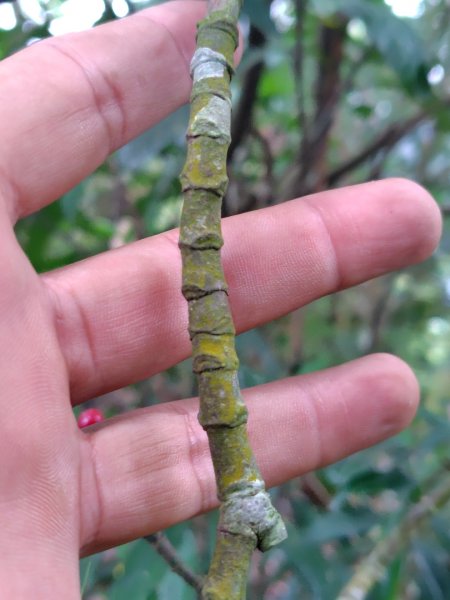 鳳鳴古道 鳳鳴山 南隘勇（南長城）古道 三湖山 八達嶺（龍骨）古道 綠色古道 延平古道2975134