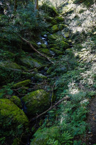 桃園復興區 處暑‧北插天山岩戶線2868413