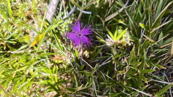 合歡山北峰 小溪營地 鷹角石 合歡北峰名樹2915348