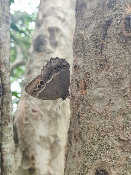夏日甲蟲祭典（羊稠森林步道，龜山福源山-山佳車站）2826592