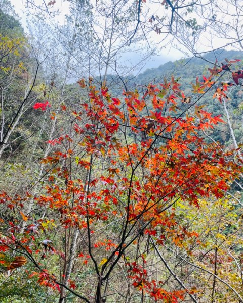 霞喀羅古道-養老進-白石駐在所折返2677515