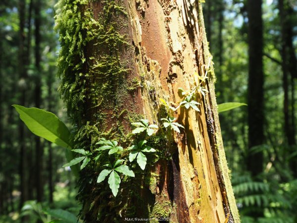 《宜蘭》北橫明珠｜明池國家森林遊樂區201805192889307