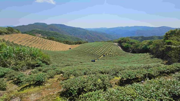 20250430石碇大崙-630峰-獵狸尖-旗子腳山2773925