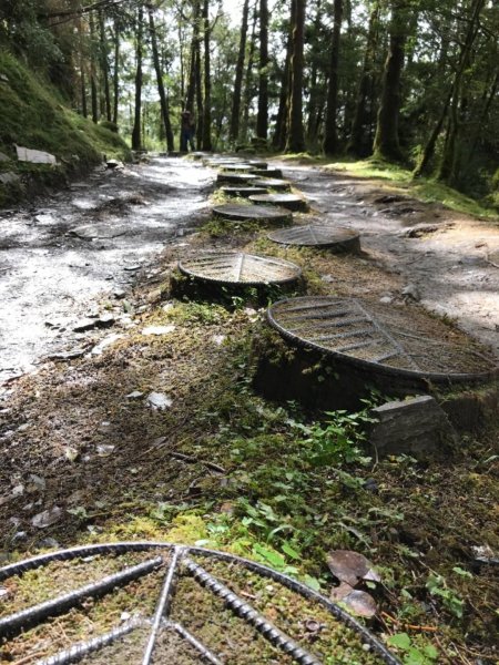 迷霧中的山毛櫸465338