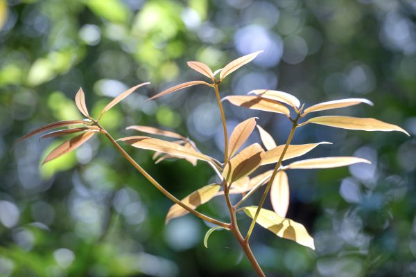 南澳/朝陽國家步道2751973