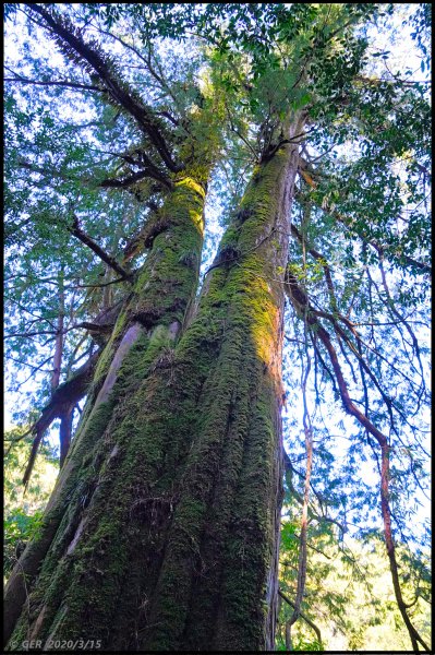 全台最大的紅檜森林 ~ 拉拉山巨木群885557