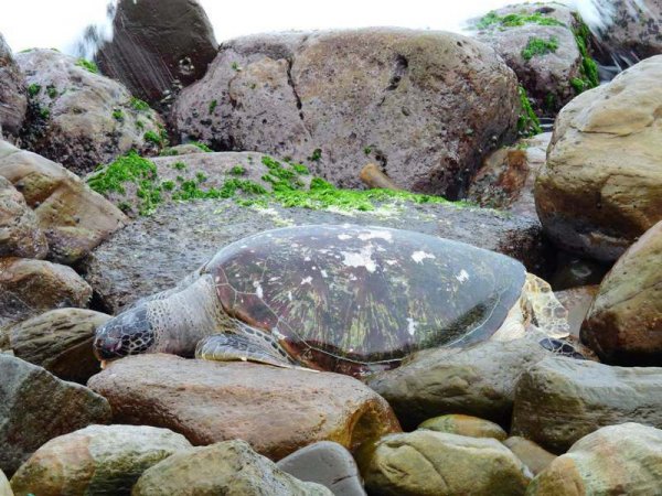 【保育】基隆外木山百斤大綠蠵龜擱淺死亡 他7年來發現第22隻